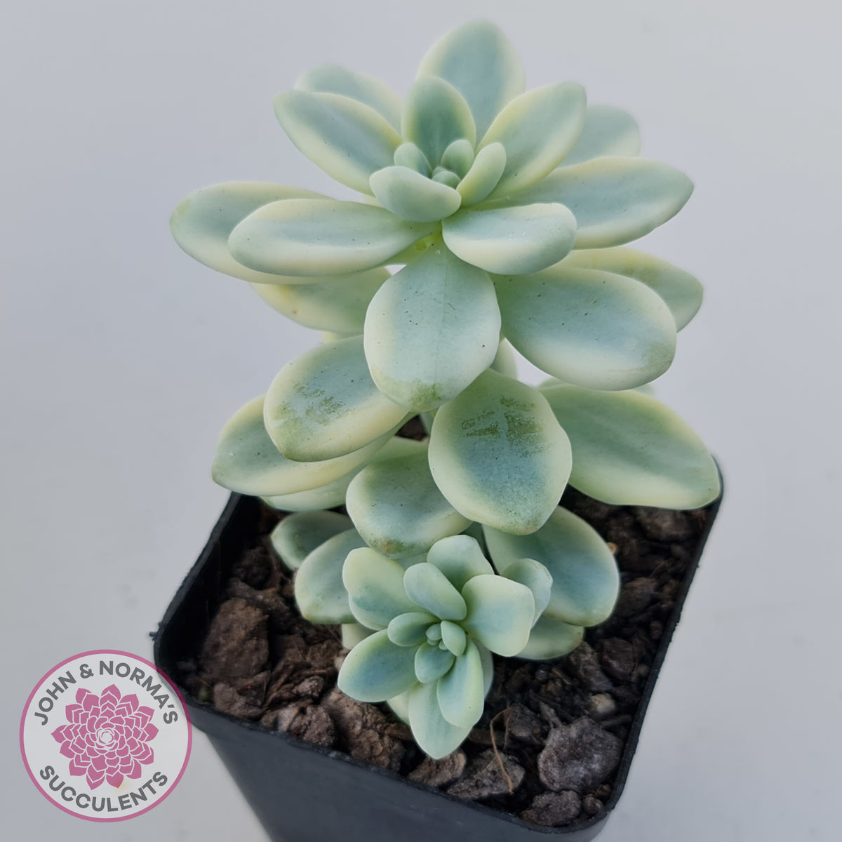 Sedum clavatum variegated (Multi)