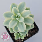 Sedum clavatum variegated (Multi)