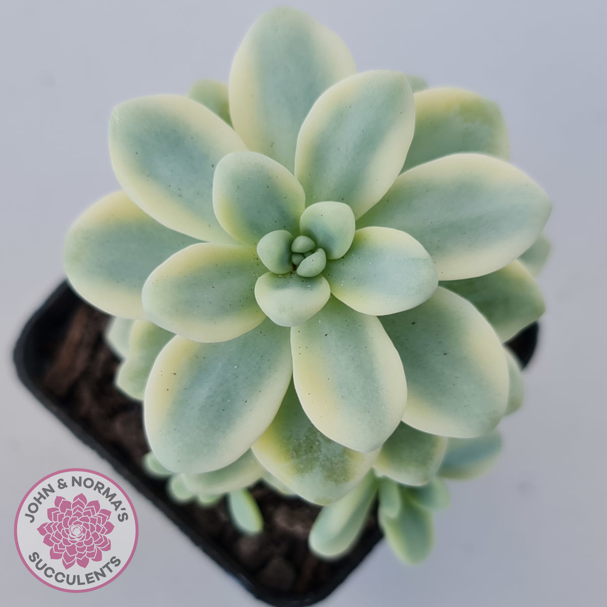 Sedum clavatum variegated (Multi)
