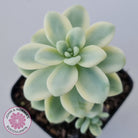 Sedum clavatum variegated (Multi)