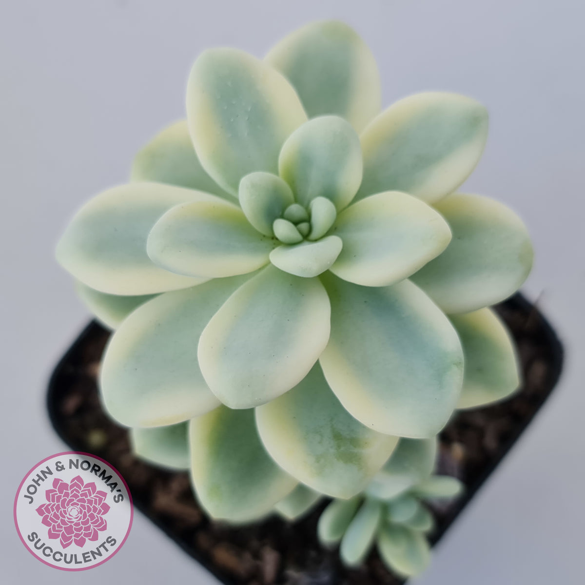 Sedum clavatum variegated (Multi)