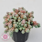 Sedum dasyphyllum var. glanduliferum 'Fuzzy Wuzzy Sedum'