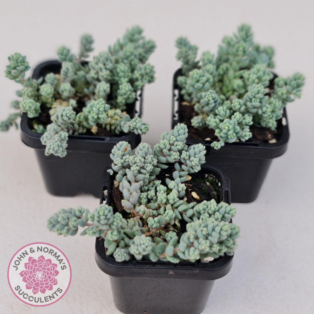 Sedum dasyphyllum var. glanduliferum 'Fuzzy Wuzzy Sedum'