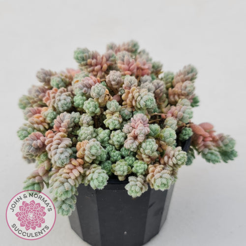 Sedum dasyphyllum - Hairy form - John & Norma's Succulents