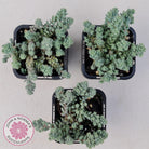 Sedum dasyphyllum var. glanduliferum 'Fuzzy Wuzzy Sedum'