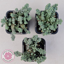 Load image into Gallery viewer, Sedum dasyphyllum - Hairy form - John &amp; Norma&#39;s Succulents
