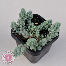 Load image into Gallery viewer, Sedum dasyphyllum - Hairy form - John &amp; Norma&#39;s Succulents
