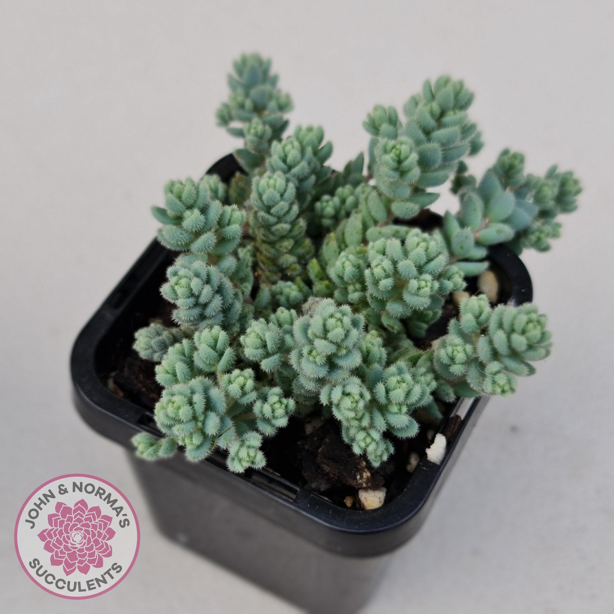 fuzzy wuzzy succulent Buy Sedum dasyphyllum var. glanduliferum 'Fuzzy Wuzzy Sedum' Australia