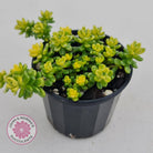 Sedum Golden Rice - Sedum Orizifolium Variegata