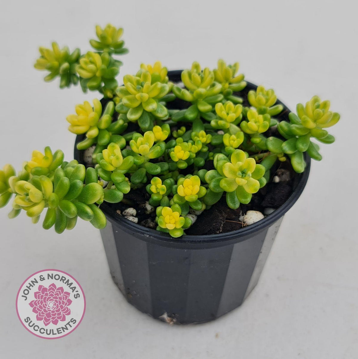Sedum Golden Rice - Sedum Orizifolium Variegata