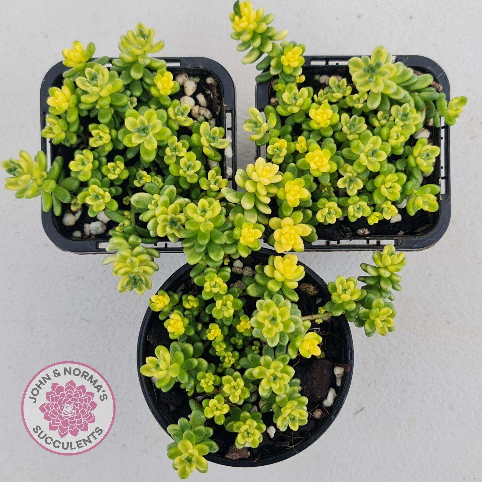 rice succulent Buy Sedum Golden Rice - Sedum Orizifolium Variegata Australia