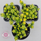 Sedum Golden Rice - Sedum Orizifolium Variegata