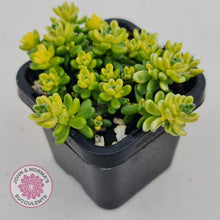 Load image into Gallery viewer, Sedum Golden Rice - Sedum Orizifolium Variegata - John &amp; Norma&#39;s Succulents
