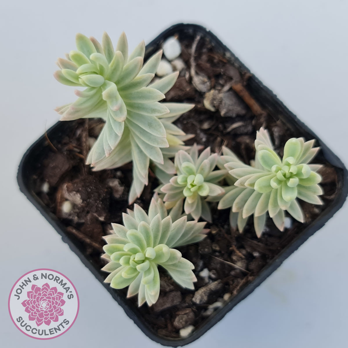 Sedum reflexum Chameleon variegated