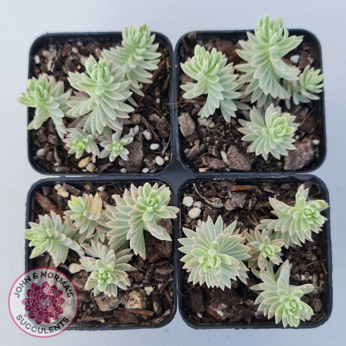 Sedum reflexum Chameleon variegated