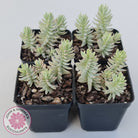 Sedum reflexum Chameleon variegated