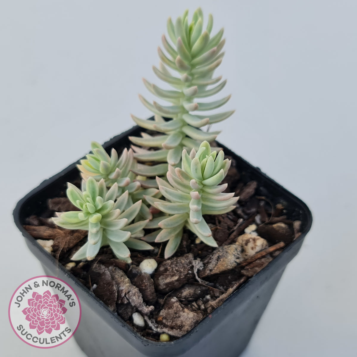 Sedum reflexum Chameleon variegated