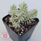 Sedum reflexum Chameleon variegated