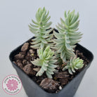 Sedum reflexum Chameleon variegated