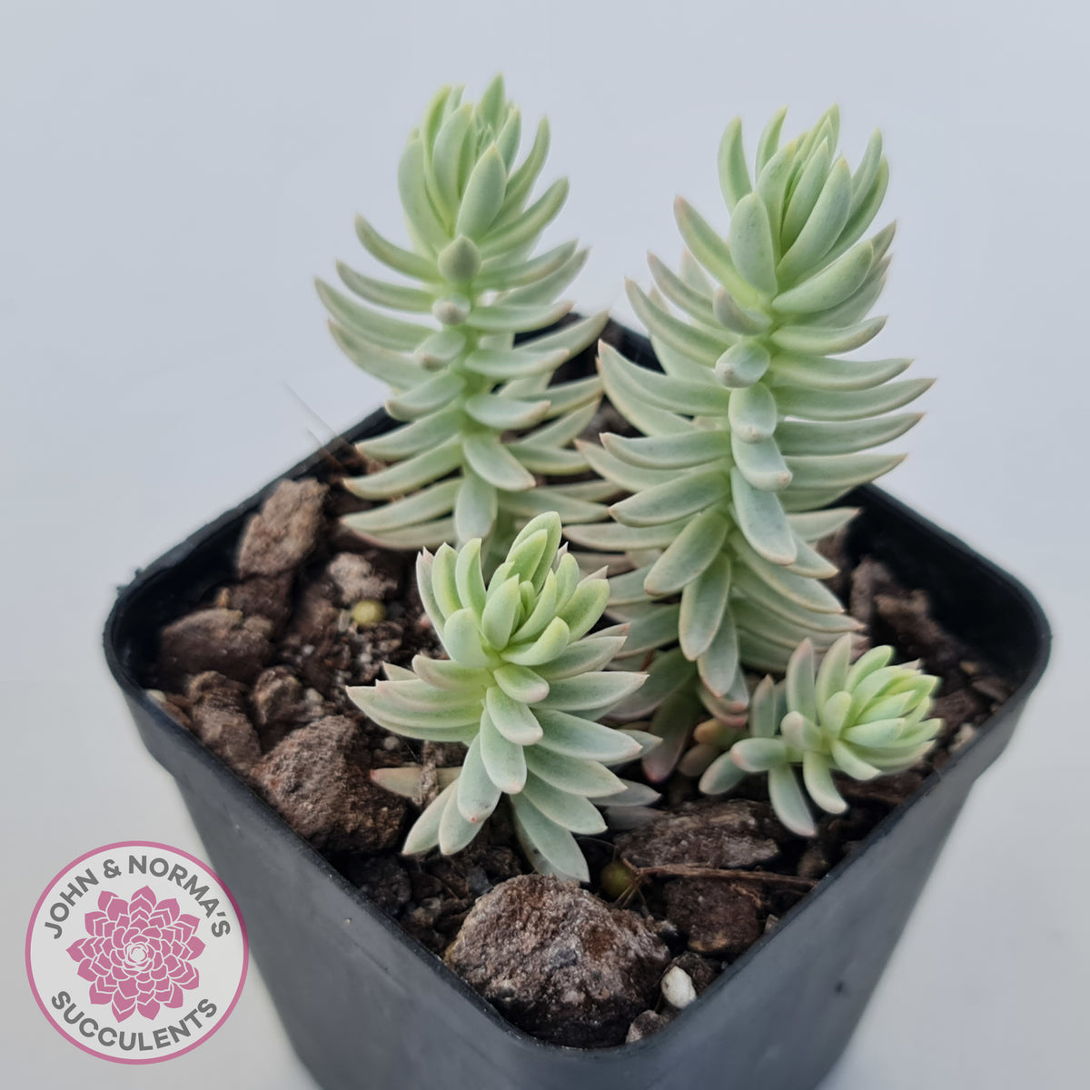 Sedum reflexum Chameleon variegated