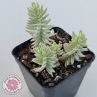 Sedum reflexum Chameleon variegated