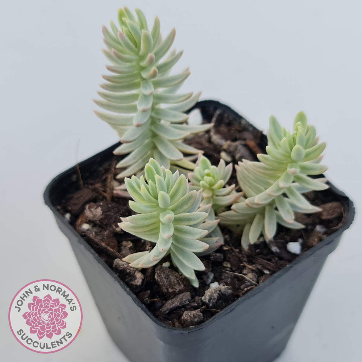 Sedum reflexum Chameleon variegated