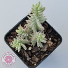 Sedum reflexum Chameleon variegated