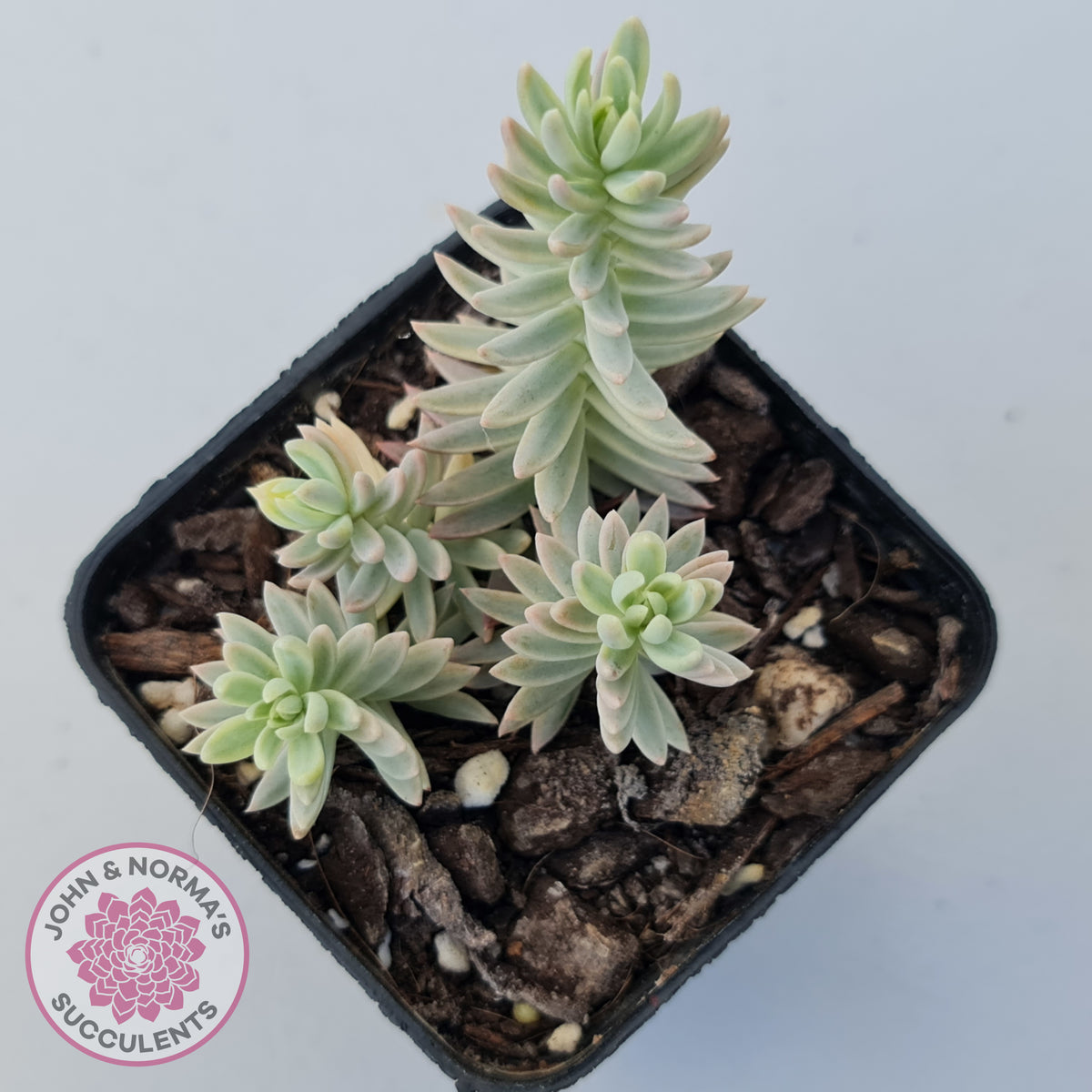 Sedum reflexum Chameleon variegated