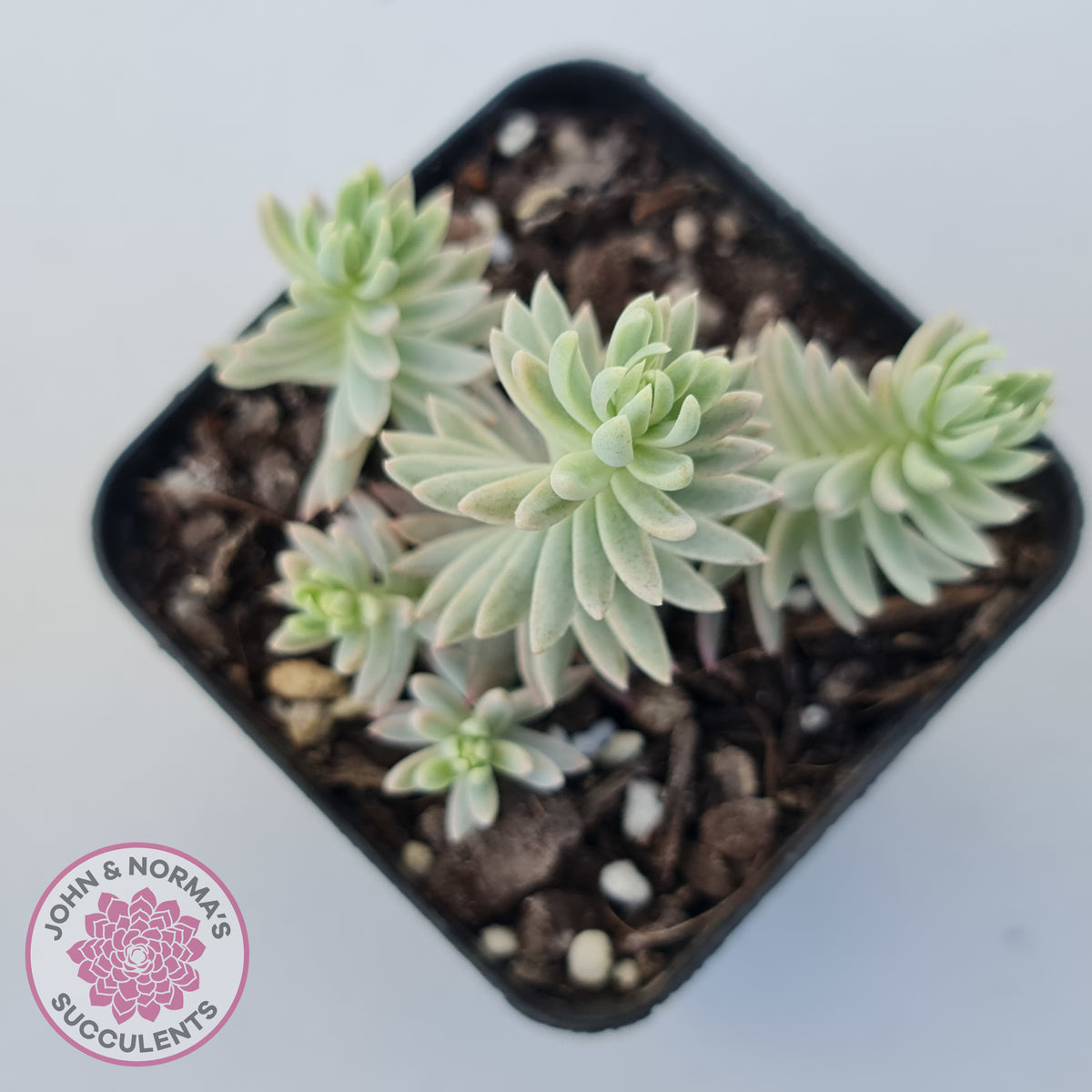 Sedum reflexum Chameleon variegated