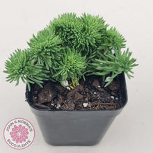 Load image into Gallery viewer, Sedum rupestre f. cristata - John &amp; Norma&#39;s Succulents
