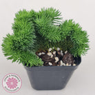 Sedum rupestre f. cristata