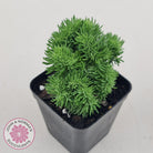 Sedum rupestre f. cristata