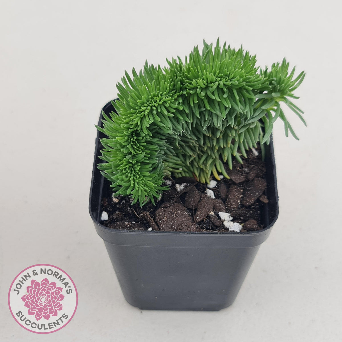 Sedum rupestre f. cristata