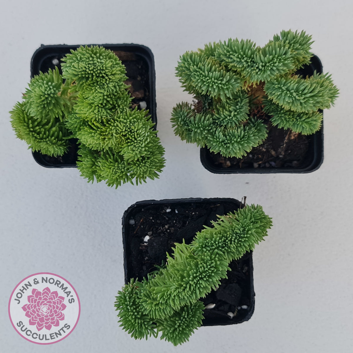 Sedum rupestre f. cristata