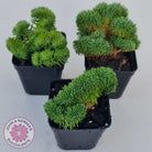 Sedum rupestre f. cristata