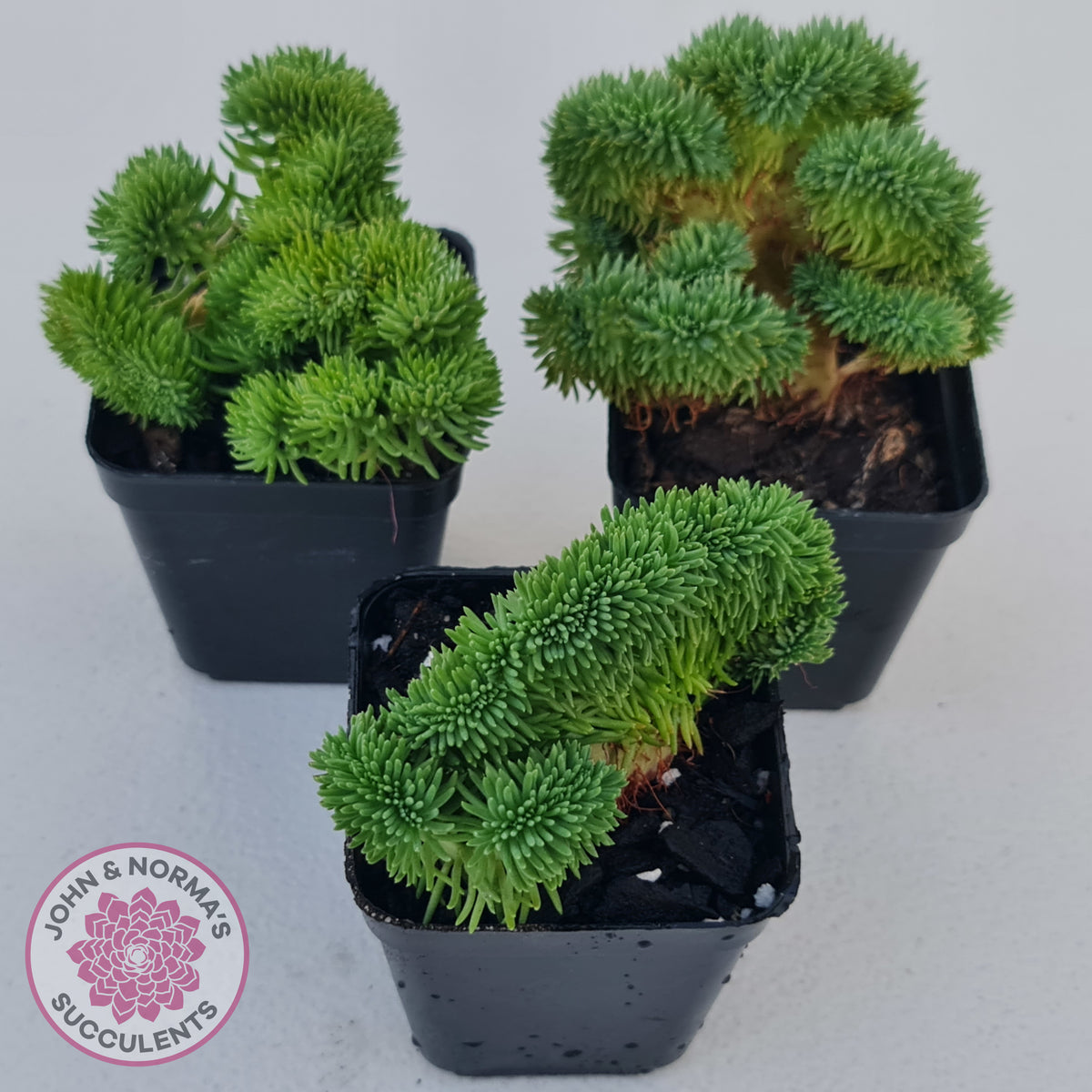 Sedum rupestre f. cristata