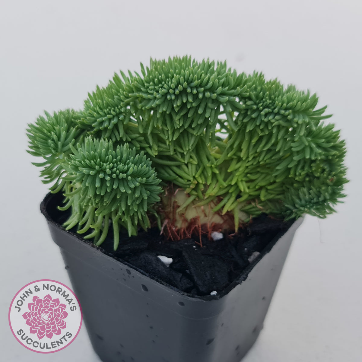 Sedum rupestre f. cristata