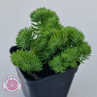 Sedum rupestre f. cristata
