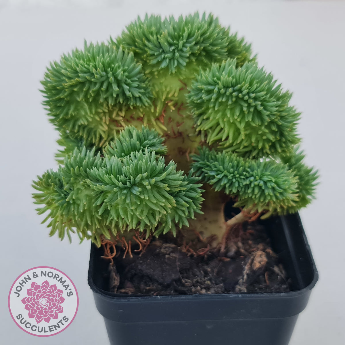 Sedum rupestre f. cristata