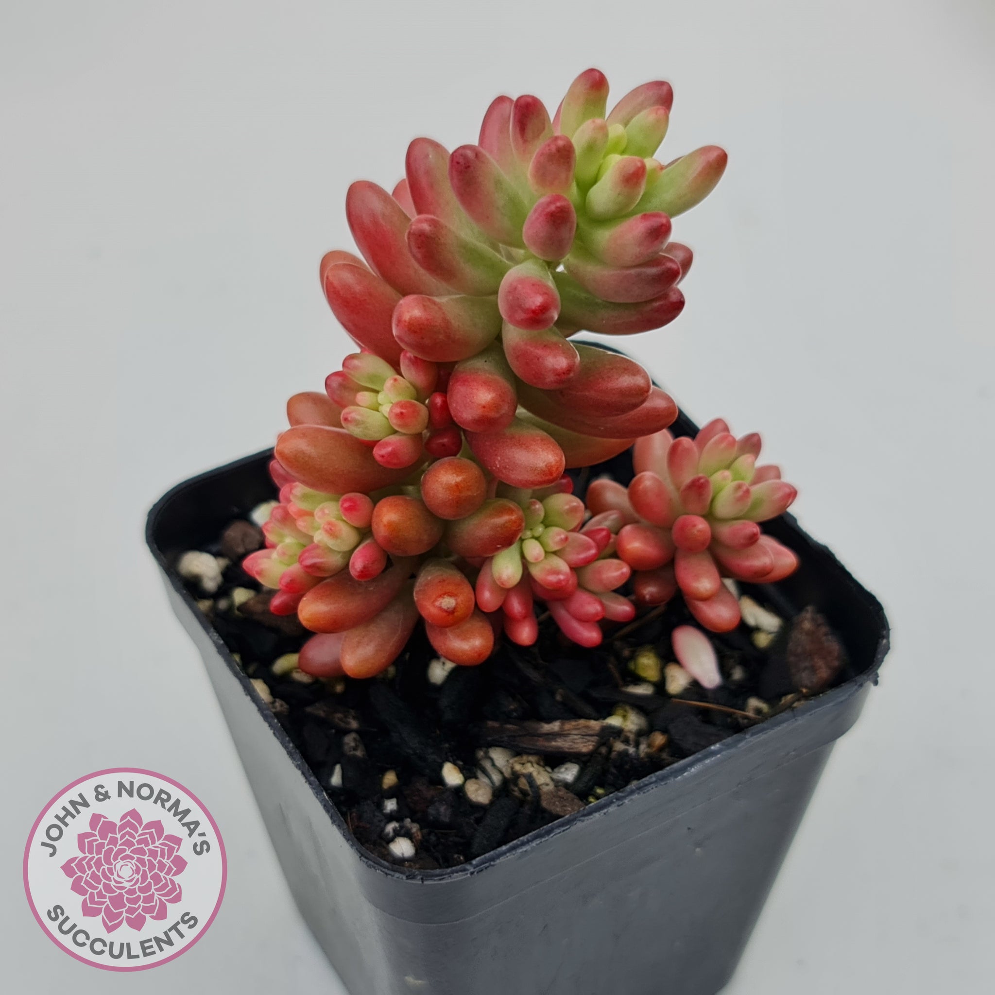 Buy Sedum x rubrotinctum 'Aurora' (Pink Jelly Bean) Australia