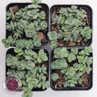 Sedum Cherry Tart