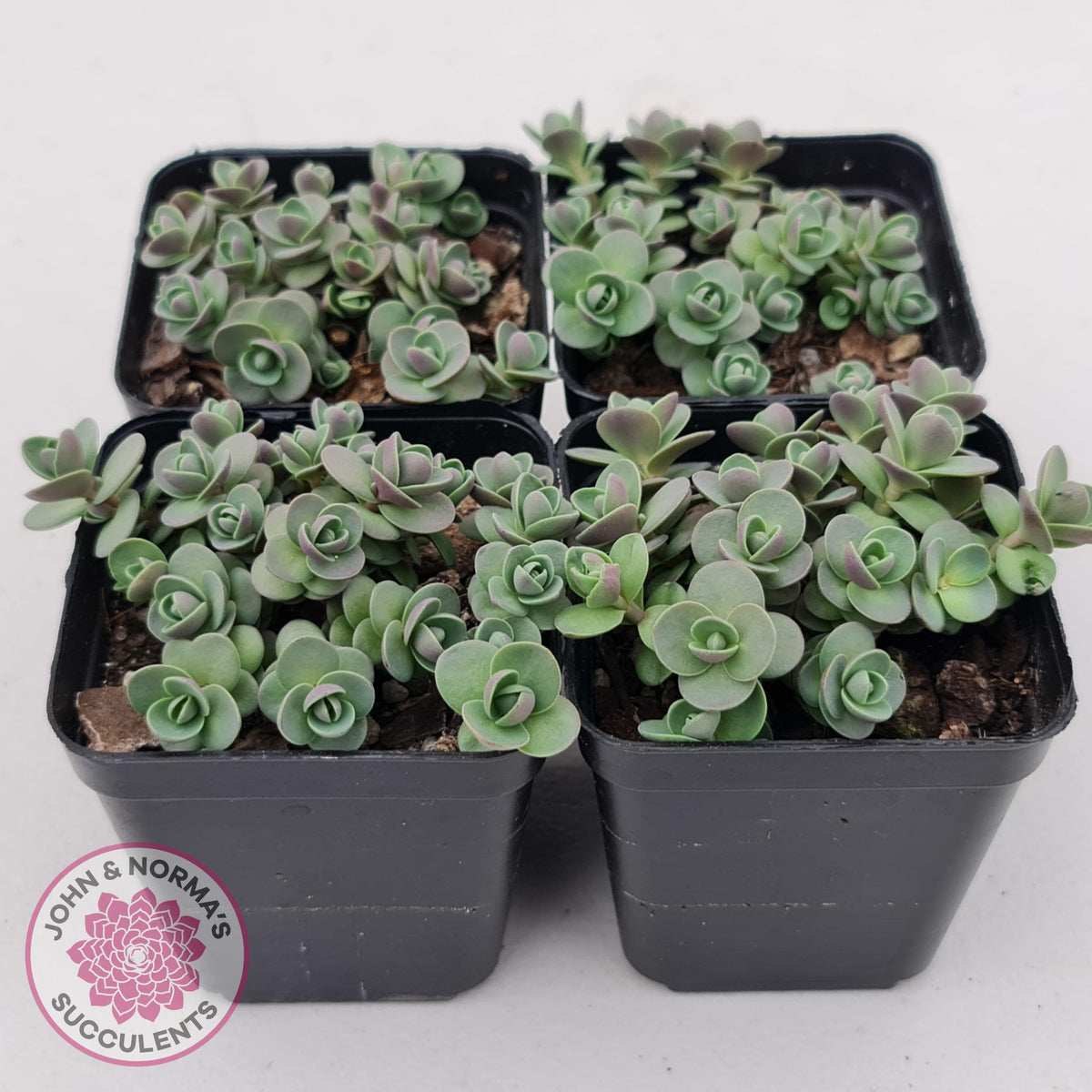 Sedum Cherry Tart