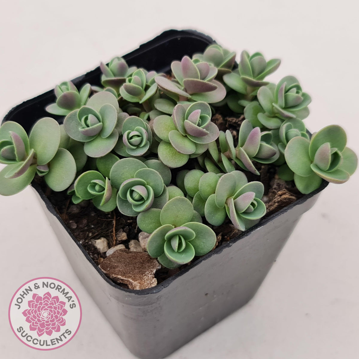 Sedum Cherry Tart