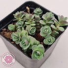 Sedum Cherry Tart