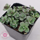 Sedum Cherry Tart