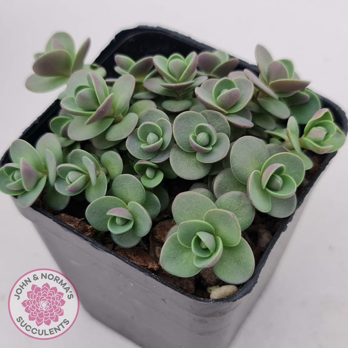 Sedum Cherry Tart