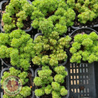 Sedum lydium