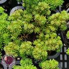 Sedum lydium