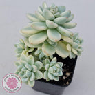 Sedum clavatum variegated (Multi)