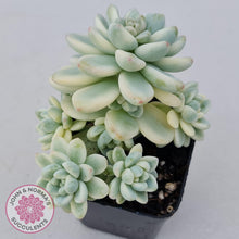 Load image into Gallery viewer, Sedum clavatum variegated - John &amp; Norma&#39;s Succulents
